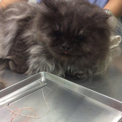 บี้เกิ้ลท้องโย้แต่คลอดไม่ออก คุณหมอช่วยด้วยข้อมูลสัตว์ป่วย “คิตตี้”เป็นแม่แมวร่างน้อย สายพันธุ์ British Shorthair เพศเมีย อายุ 1 ปี เข้ารับการรักษาที่โรงพยาบาลสัตว์ไอเว็ทด้วยอาการคลอดลำบาก โดยเจ้าของสังเกตพบว่าภายหลังจากน้องคิตตี้มีน้ำคร่ำไหลออกทางอวัยวะเ